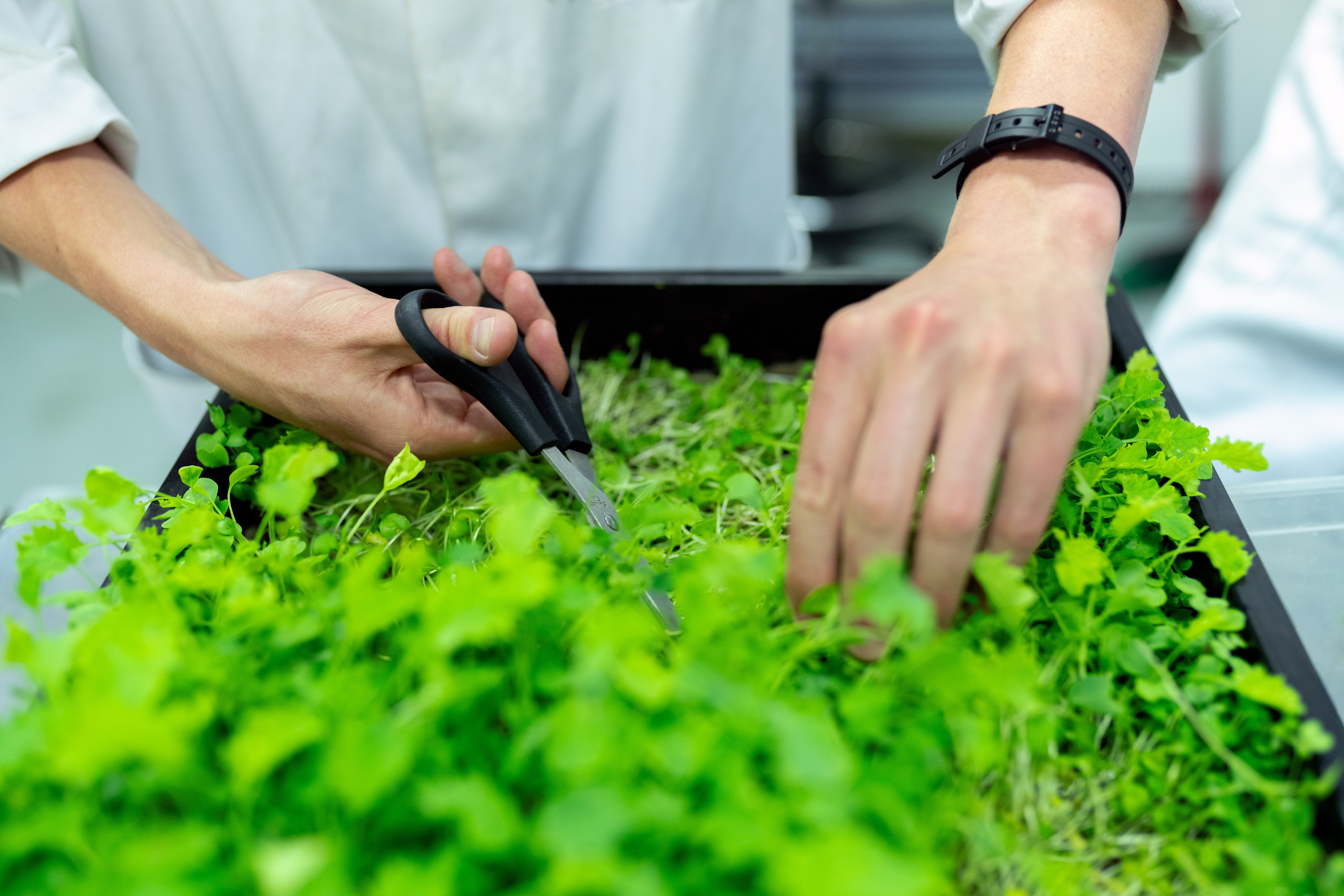 investigación aplicada en fitohormonas